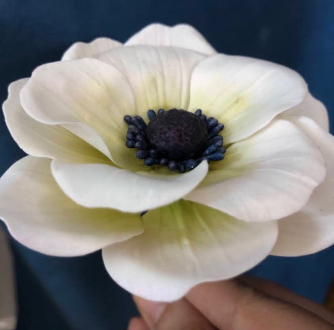 Handcrafted sugar anemone flower by Noor Algburi